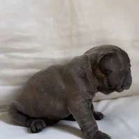 Blue Brindle French Bulldog, a male French Bulldog for sale in Atlanta, GA – Photo 6 of 8