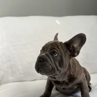 Blue Brindle French Bulldog, a male French Bulldog for sale in Atlanta, GA – Photo 4 of 8