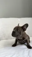 Blue Brindle French Bulldog, a male French Bulldog for sale in Atlanta, GA – Photo 4 of 8