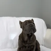 Blue Brindle French Bulldog, a male French Bulldog for sale in Atlanta, GA – Photo 1 of 8