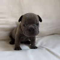 Blue Brindle French Bulldog, a male French Bulldog for sale in Atlanta, GA – Photo 8 of 8