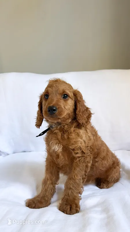 Mr. Black  – Miniature Goldendoodle puppy for sale in Atlanta, GA
