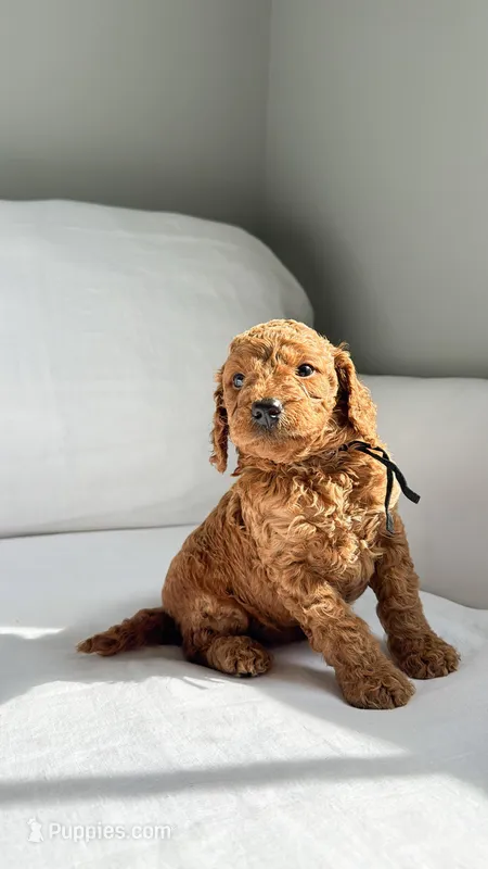 Mr. Black  – Miniature Goldendoodle puppy for sale in Atlanta, GA