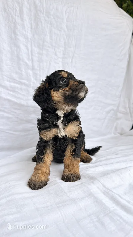 Girl Mini Goldendoodle  – Miniature Goldendoodle puppy for sale in Atlanta, GA