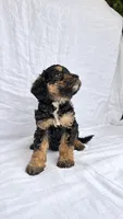 Girl Mini Goldendoodle , a female Miniature Goldendoodle for sale in Atlanta, GA – 1 of 2