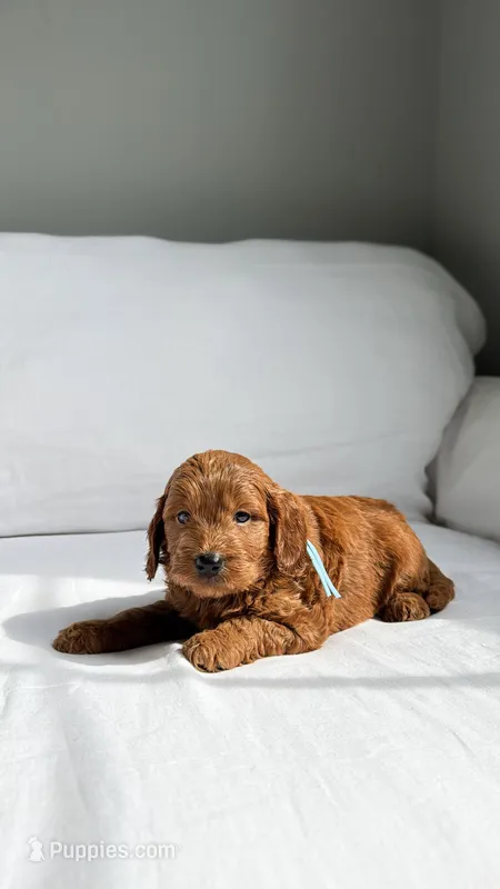Mr. Light blue  – Miniature Goldendoodle puppy for sale in Atlanta, GA