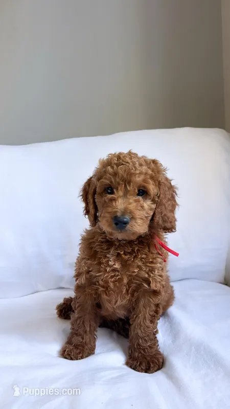 Mr. Red  – Miniature Goldendoodle puppy for sale in Atlanta, GA