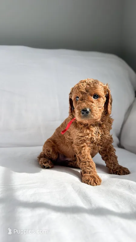 Mr. Red  – Miniature Goldendoodle puppy for sale in Atlanta, GA