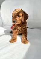 Mr. Red , a male Miniature Goldendoodle for sale in Atlanta, GA – Photo 2 of 2