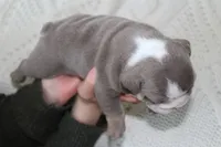 Samson, a male English Bulldog for sale in Owen, WI – 4 of 8