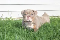 Winston, a male English Bulldog for sale in Owen, WI – 3 of 6