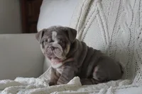 Tank, a male English Bulldog for sale in Owen, WI – 3 of 6