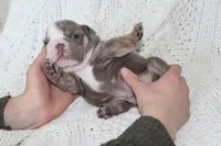 Samson, a male English Bulldog for sale in Owen, WI – 5 of 8