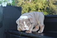 Tank, a male English Bulldog for sale in Owen, WI – 5 of 6