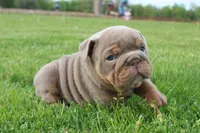Leo, a male English Bulldog for sale in Owen, WI – 5 of 6
