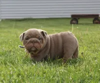 Leo, a male English Bulldog for sale in Owen, WI – 4 of 6