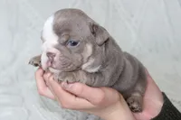 Samson, a male English Bulldog for sale in Owen, WI – 3 of 8