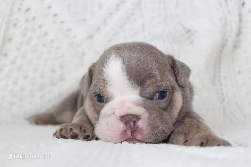 Samson – English Bulldog puppy for sale in Owen, WI