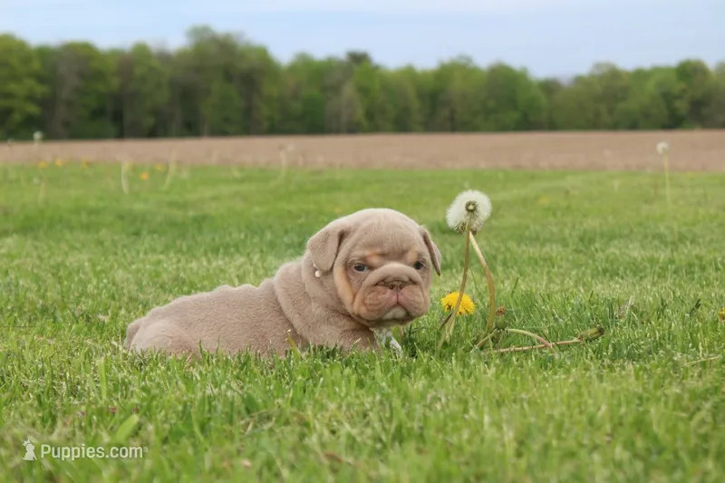 Apollo – English Bulldog puppy for sale in Owen, WI