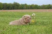 Apollo, a male English Bulldog for sale in Owen, WI – 1 of 4
