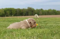 Apollo, a male English Bulldog for sale in Owen, WI – 3 of 4