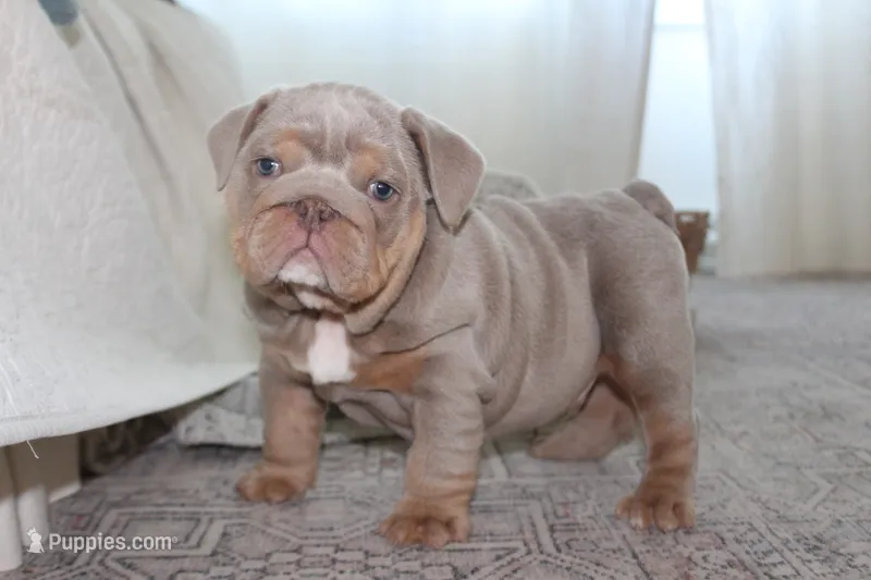 Zeus – English Bulldog puppy for sale in Owen, WI