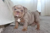 Zeus, a male English Bulldog for sale in Owen, WI – 1 of 5