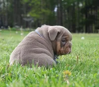 Leo, a male English Bulldog for sale in Owen, WI – 3 of 6