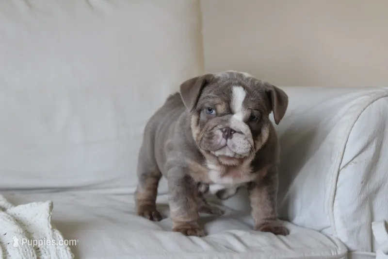Tank – English Bulldog puppy for sale in Owen, WI