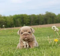 Apollo, a male English Bulldog for sale in Owen, WI – 4 of 4