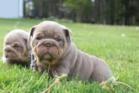 Leo, a male English Bulldog for sale in Owen, WI – 1 of 6