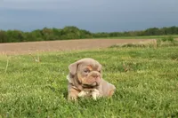 Valor, a male English Bulldog for sale in Owen, WI – 4 of 5