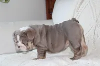 Tank, a male English Bulldog for sale in Owen, WI – 2 of 6
