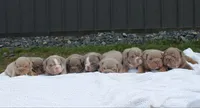 Samson, a male English Bulldog for sale in Owen, WI – 2 of 8