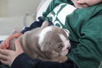 Samson, a male English Bulldog for sale in Owen, WI – 8 of 8