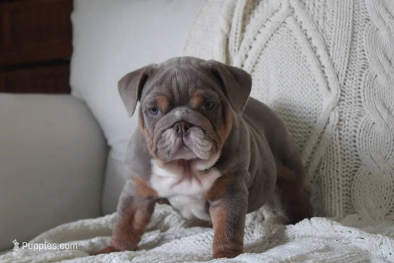 Winston – English Bulldog puppy for sale in Owen, WI