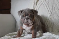 Winston, a male English Bulldog for sale in Owen, WI – 1 of 6