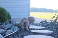 Zeus, a male English Bulldog for sale in Owen, WI – 3 of 5