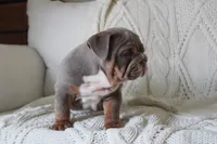 Winston, a male English Bulldog for sale in Owen, WI – 4 of 6