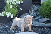 Zeus, a male English Bulldog for sale in Owen, WI – 4 of 5