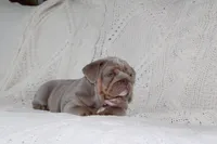Zeus, a male English Bulldog for sale in Owen, WI – 5 of 5