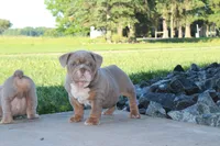 Winston, a male English Bulldog for sale in Owen, WI – 5 of 6