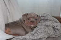 Zeus, a male English Bulldog for sale in Owen, WI – 2 of 5