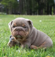 Leo, a male English Bulldog for sale in Owen, WI – 6 of 6