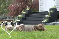 Valor, a male English Bulldog for sale in Owen, WI – 5 of 5