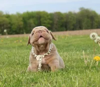Apollo, a male English Bulldog for sale in Owen, WI – 2 of 4