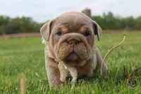 Valor, a male English Bulldog for sale in Owen, WI – 1 of 5