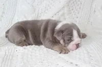 Samson, a male English Bulldog for sale in Owen, WI – 6 of 8