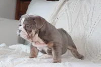 Tank, a male English Bulldog for sale in Owen, WI – 4 of 6
