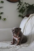 Winston, a male English Bulldog for sale in Owen, WI – 6 of 6